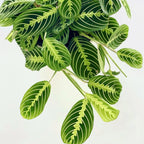 Maranta 'Lemon Lime' - Marantaceae - Soiled