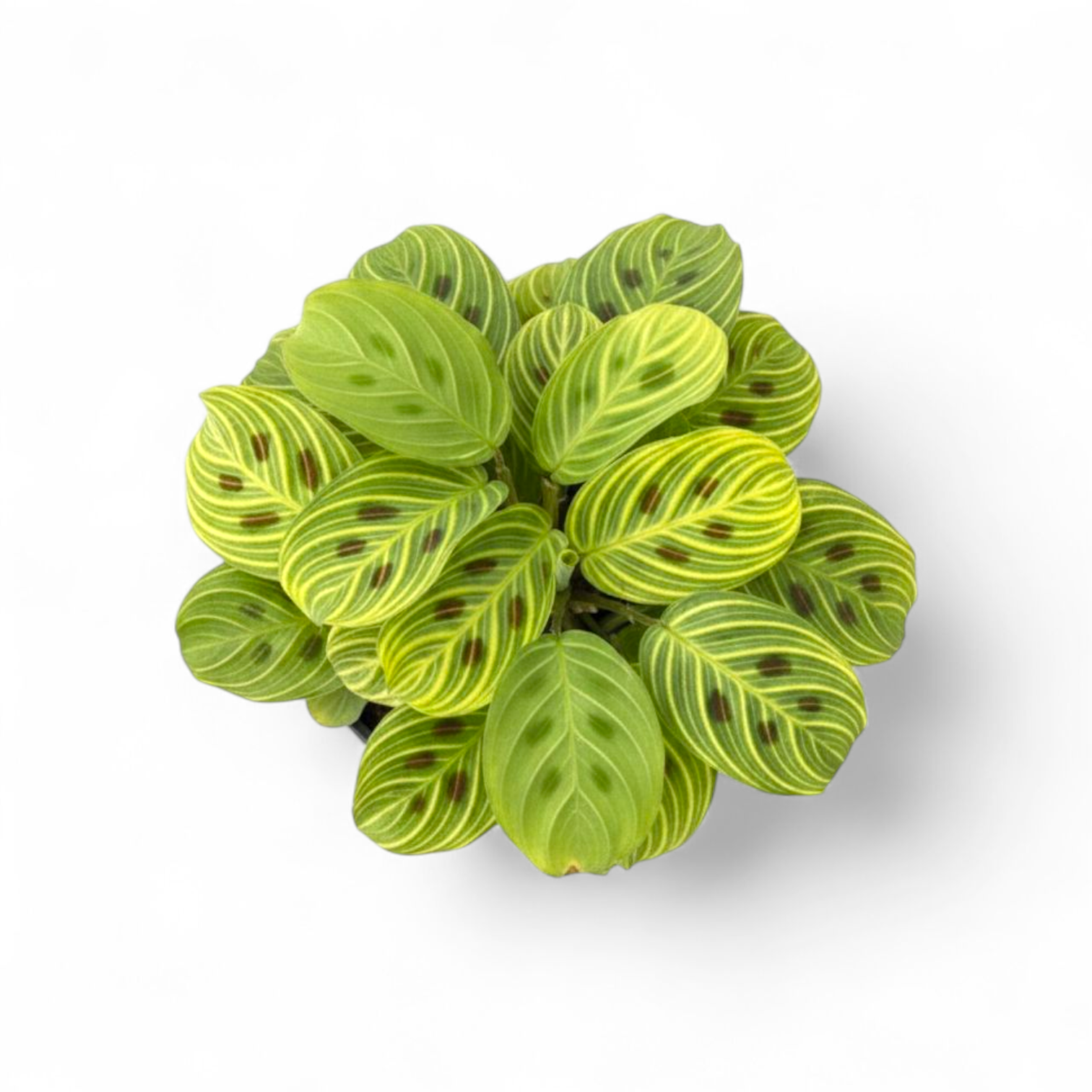 Maranta Leuconeura 'Gold Lines'