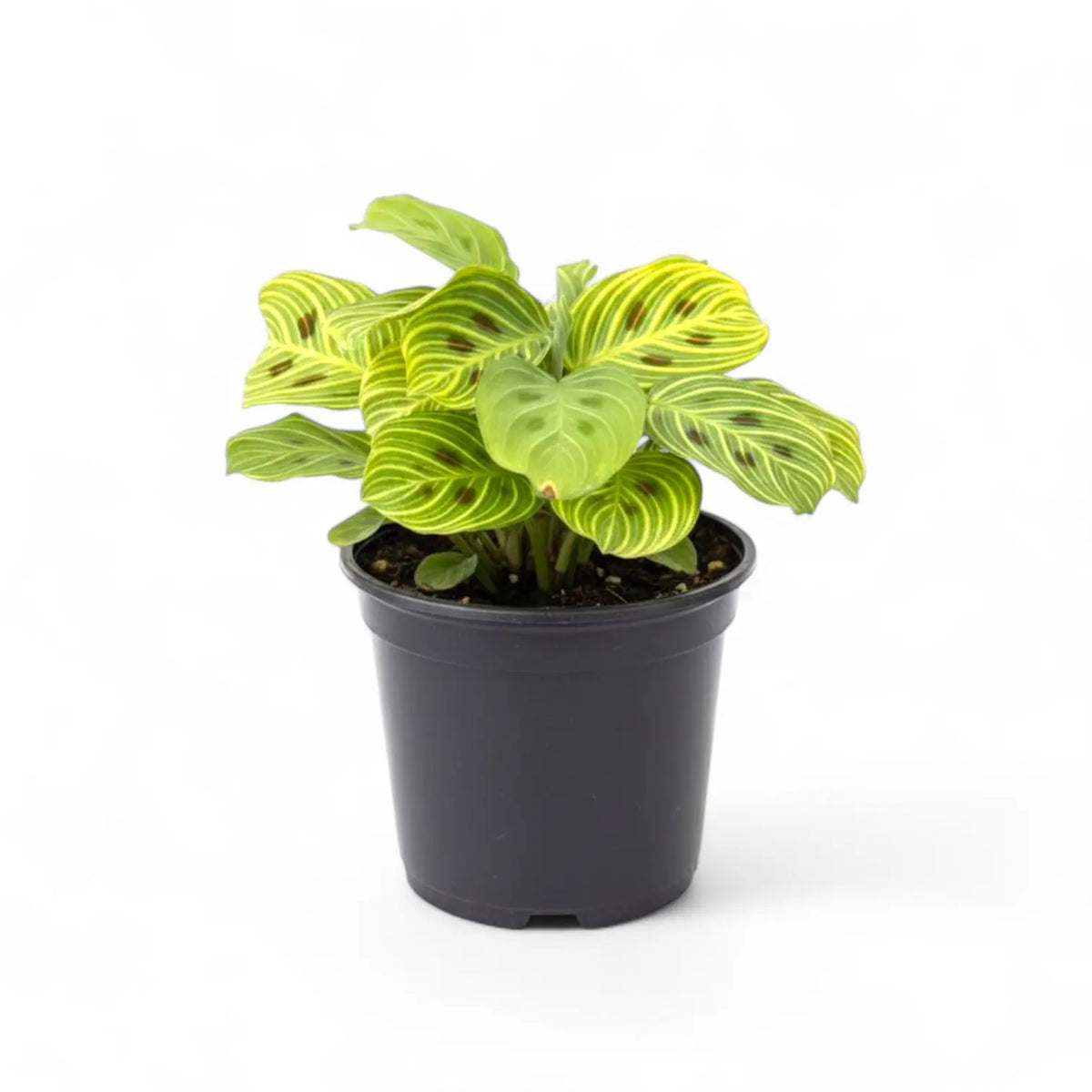 Maranta Gold Maranta Leuconeura 'Gold Lines' - Rare Plant India | Soiled