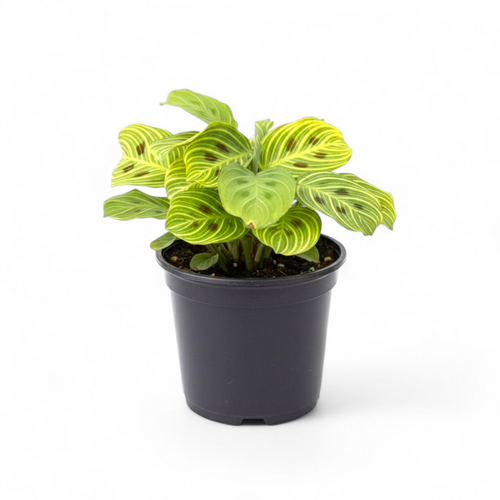 Potted plant with green and yellow leaves on a white background