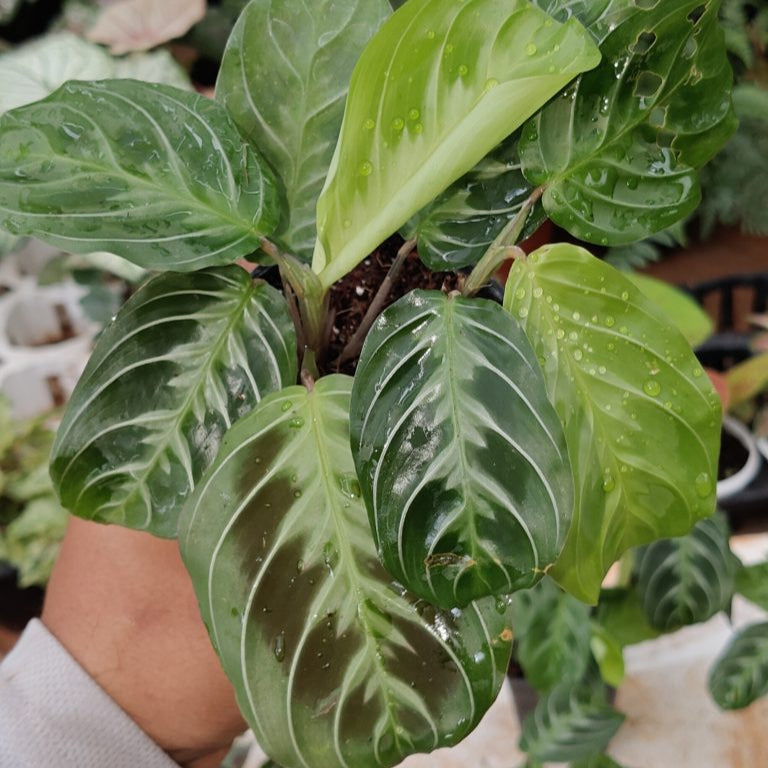 Hand holding a green leafy plant with a blurred background of other plants