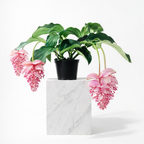Potted Medinilla Magnifica plant with pink flowers on a white marble surface