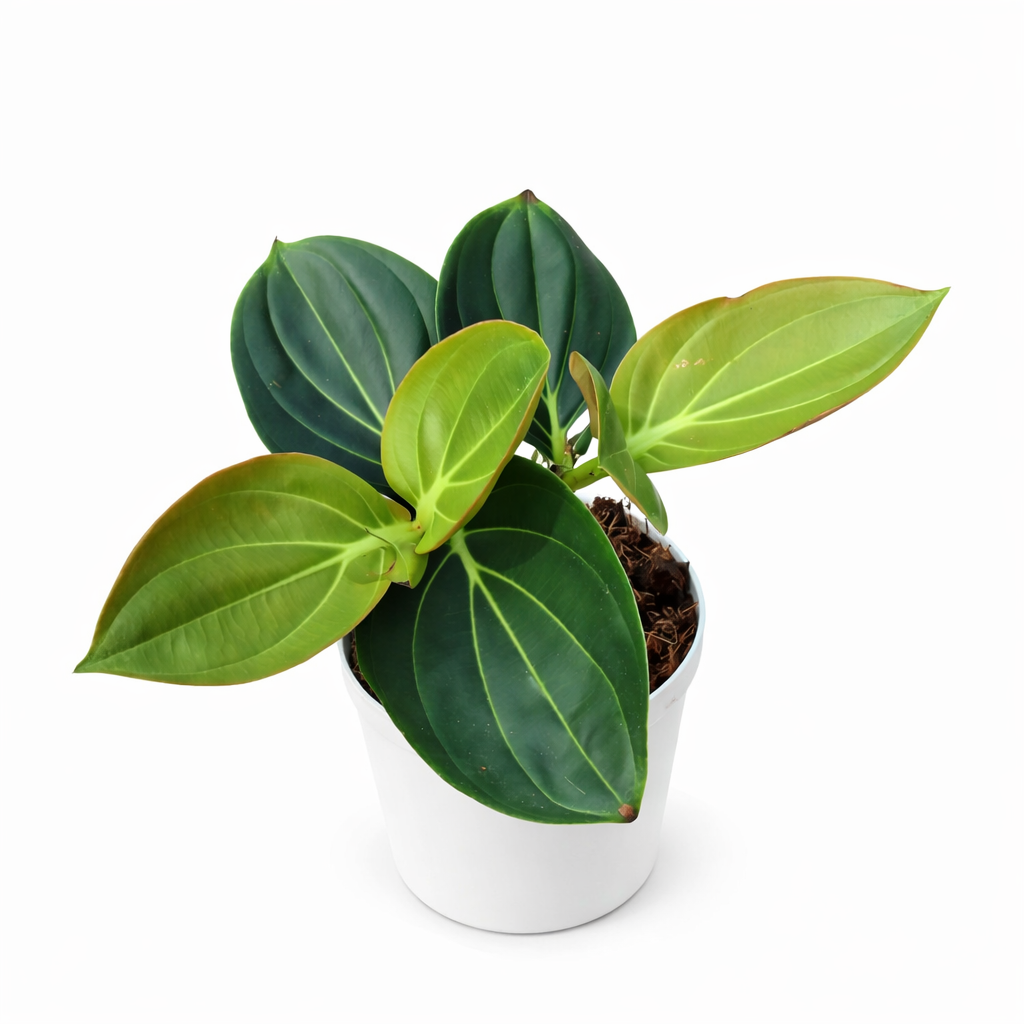 Medinilla Magnifica