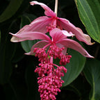 Pink Medinilla Magnifica flower with green leaves on a dark background