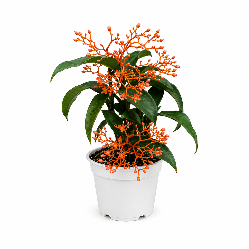 Potted plant with orange flowers and green leaves on a white background