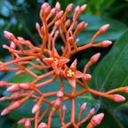 Close-up of orange flower buds with green leaves in the background