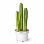 Potted Mexican Fencepost Cactus (Pachycereus Marginatus) cactus plant on a white background