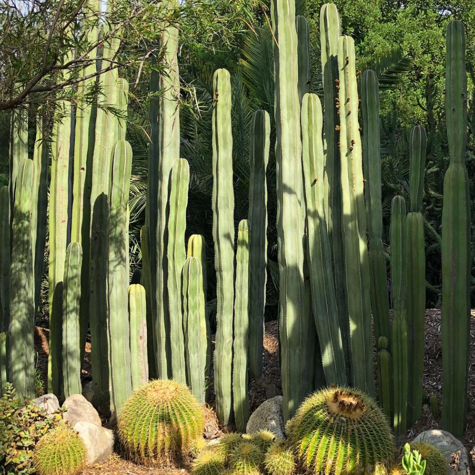 Mexican Fencepost Cactus (Pachycereus marginatus) – Columnar Cactus ...