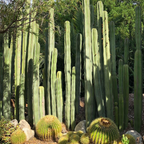 photo of Mexican Fencepost Cactus (Pachycereus Marginatus)