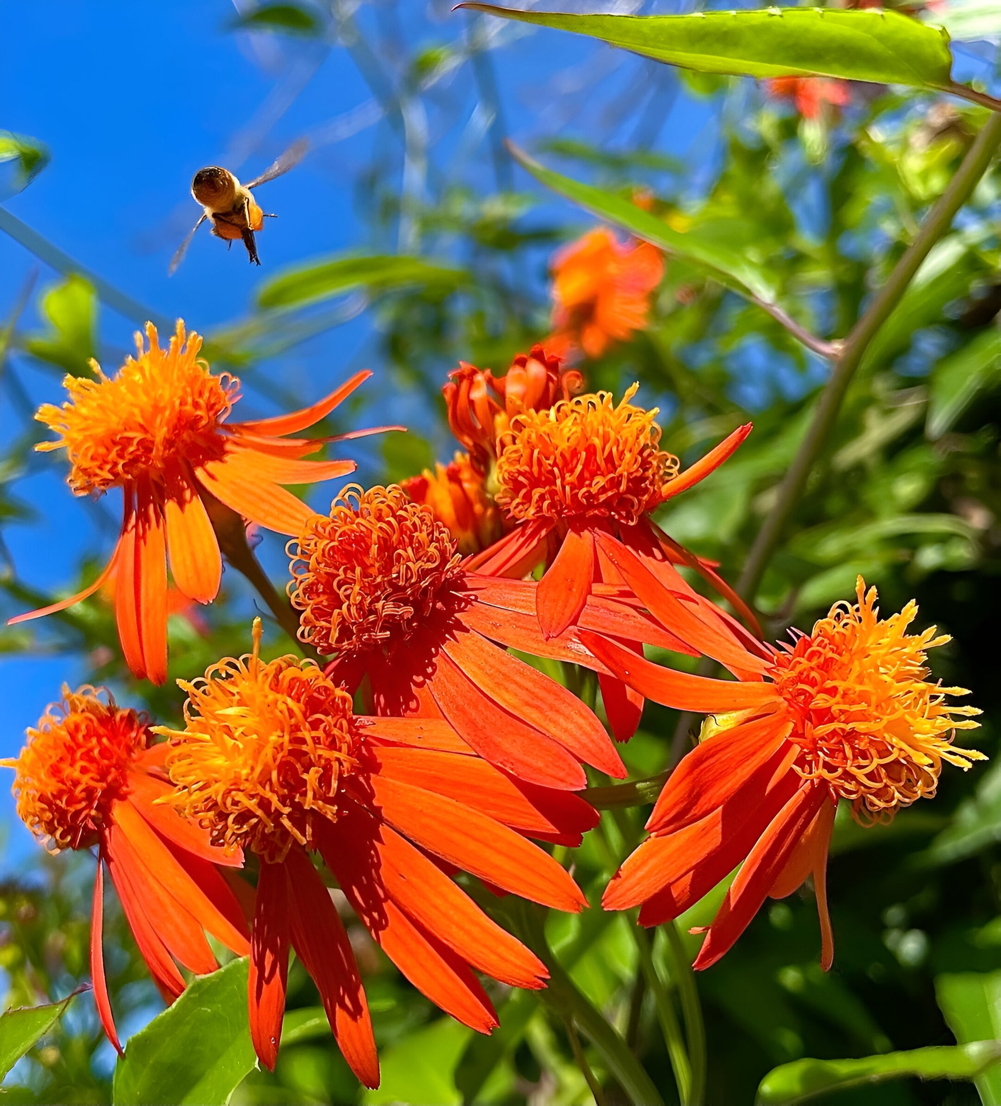 Mexican Flame Vine - Pseudogynoxys chenopodioides 