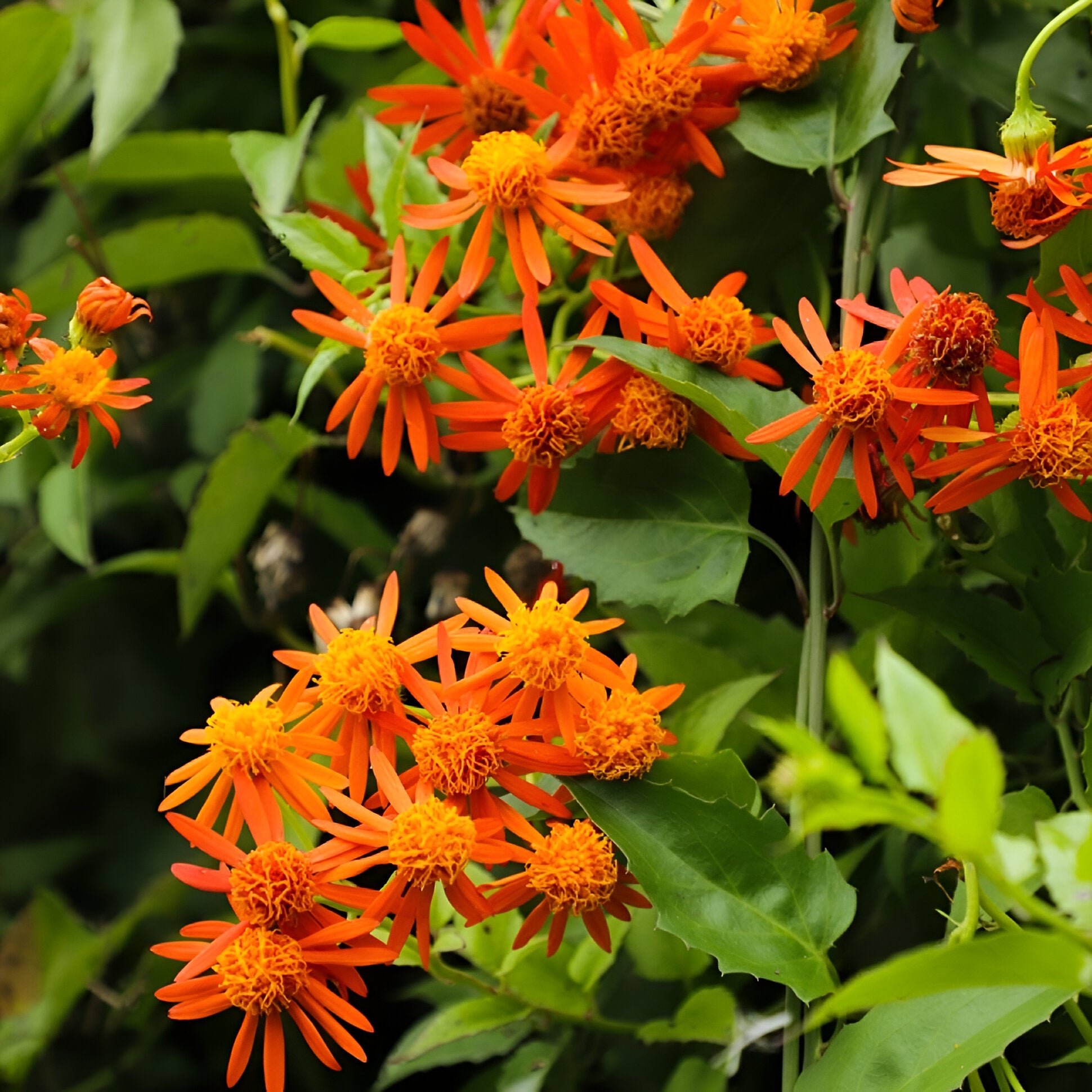 Mexican Flame Vine - Pseudogynoxys chenopodioides Flowering in Bunch  In India