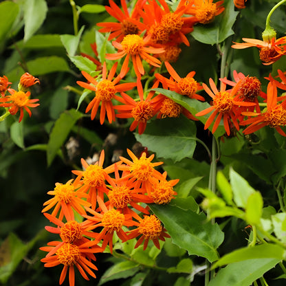 Mexican Flame Vine - Pseudogynoxys chenopodioides Flowering in Bunch  In India