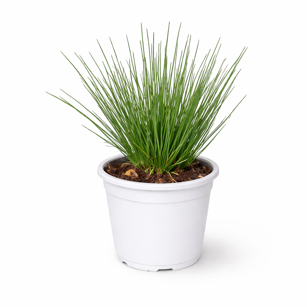 Potted Mexican Grass Tree (Dasylirion Longissimum) plant with long green leaves in a white pot on a white background