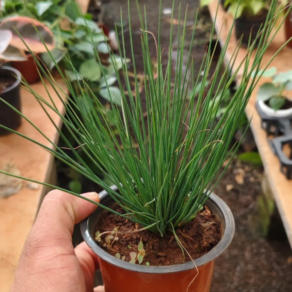 Person holding a small potted Mexican Grass Tree (Dasylirion Longissimum) plant in a greenhouse setting