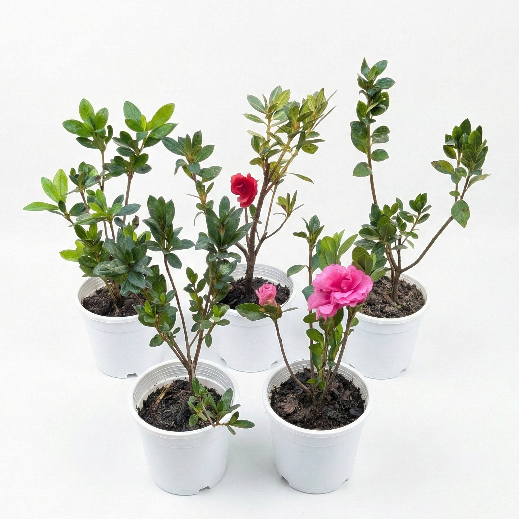 Set of potted plants with pink flowers on a white background