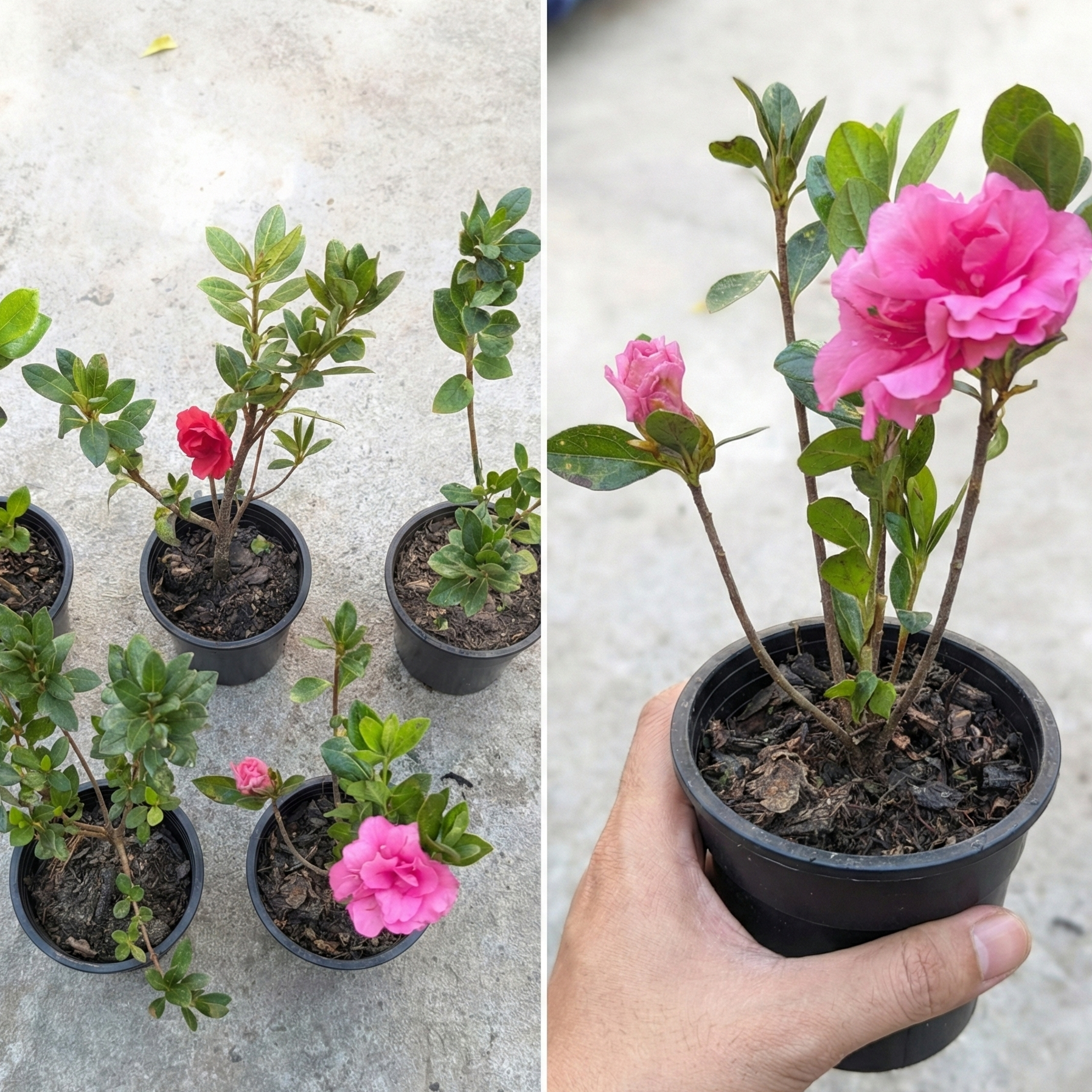 Comparison of small potted plants with pink flowers and a hand holding one pot.