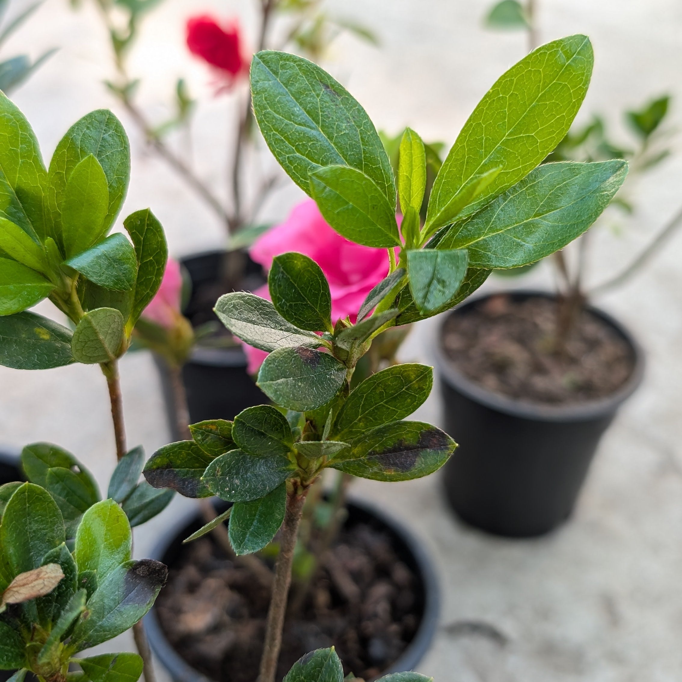 Small potted plant with green leaves on a blurred background