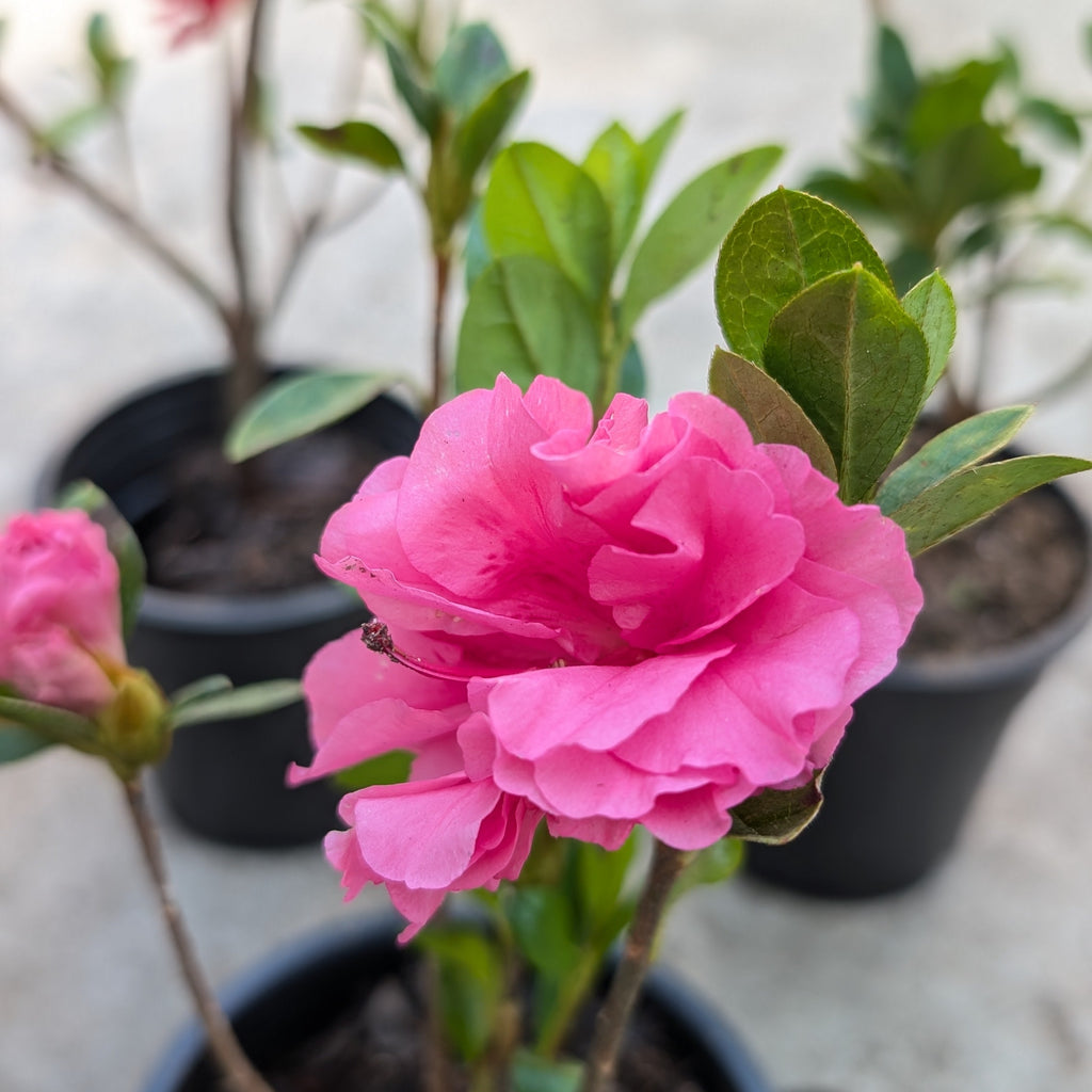Pink flower in a pot with blurred background