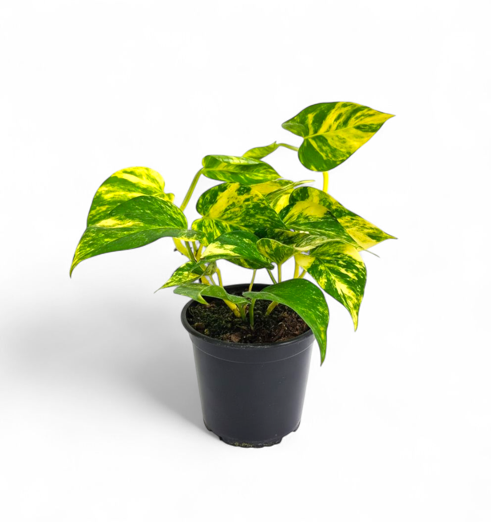 Potted Money Plant 'Golden' plant with green and yellow leaves on a white background