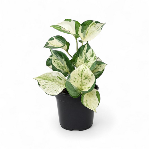 manjula money plant Money Plant 'Manjula' (Happy Leaf Pothos)
