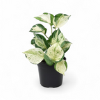 Money Plant 'Manjula'