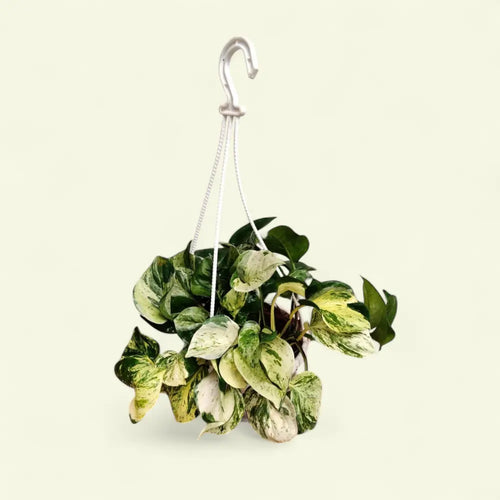Money Plant 'Manjula' – Large Size - Money Plant - Soiled