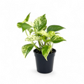 Potted Money Plant 'Marble Queen' plant with green and white leaves on a white background