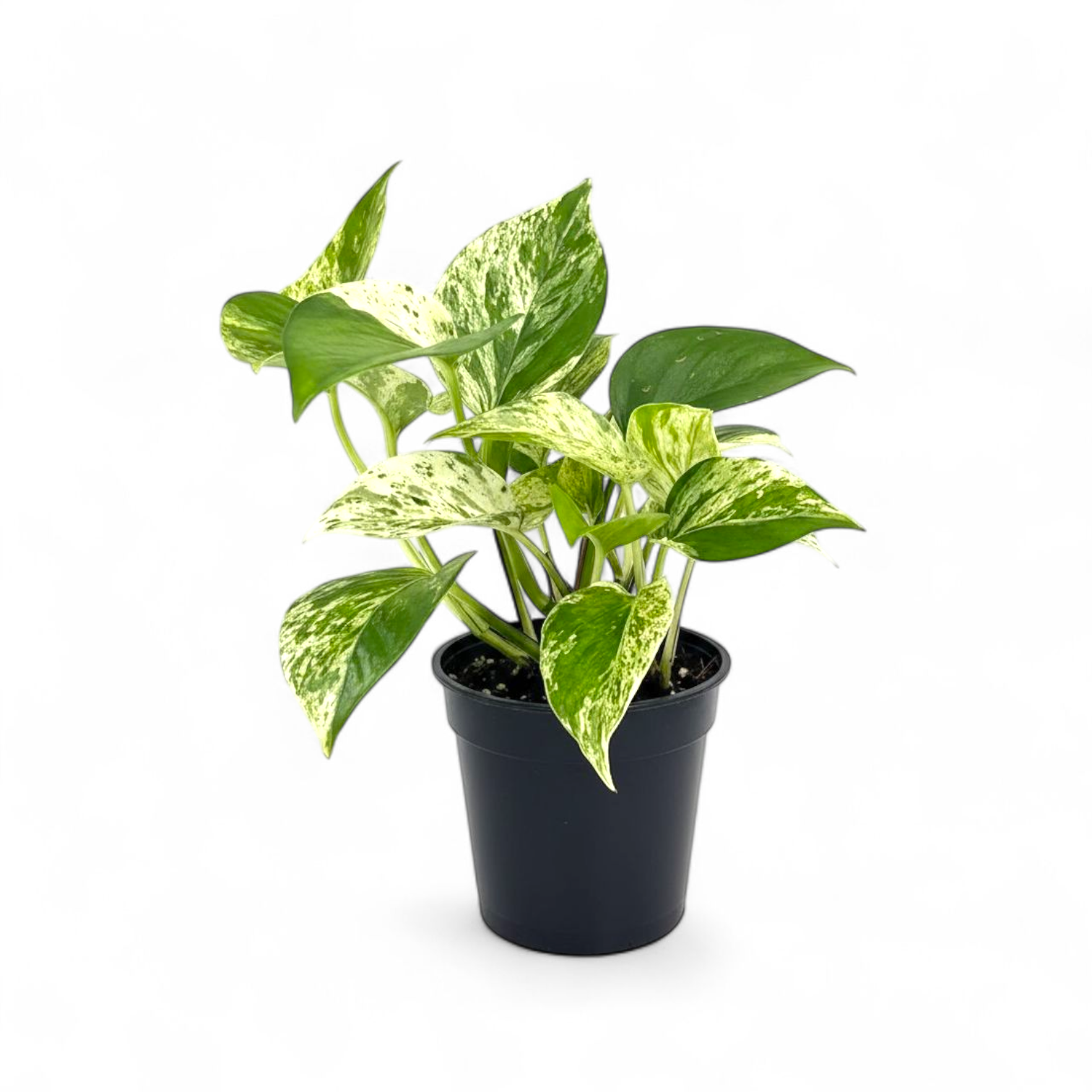 Potted Money Plant 'Marble Queen' plant with green and white leaves on a white background