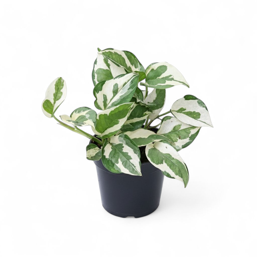 Potted plant with green and white leaves on a white background
