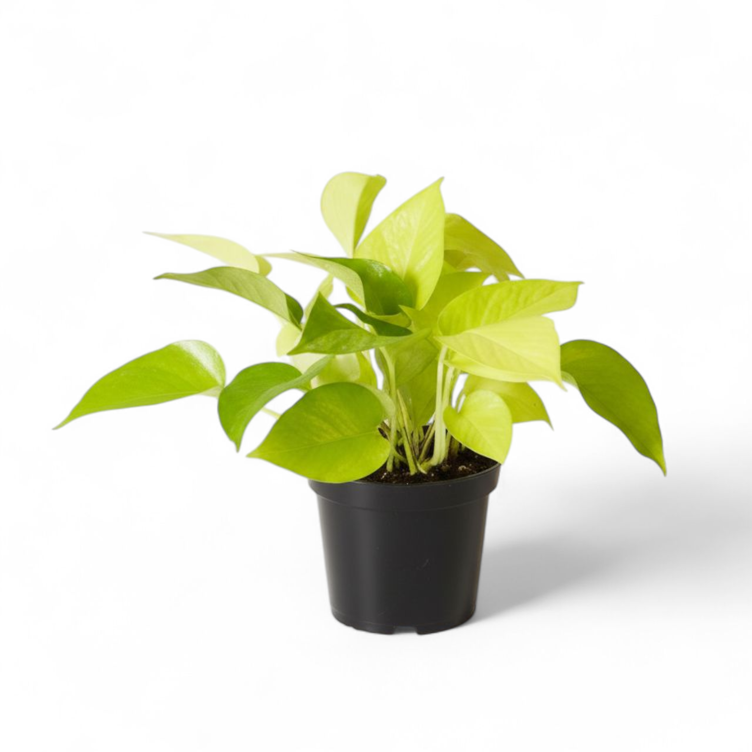 Potted green Money Plant 'Neon' plant on a white background