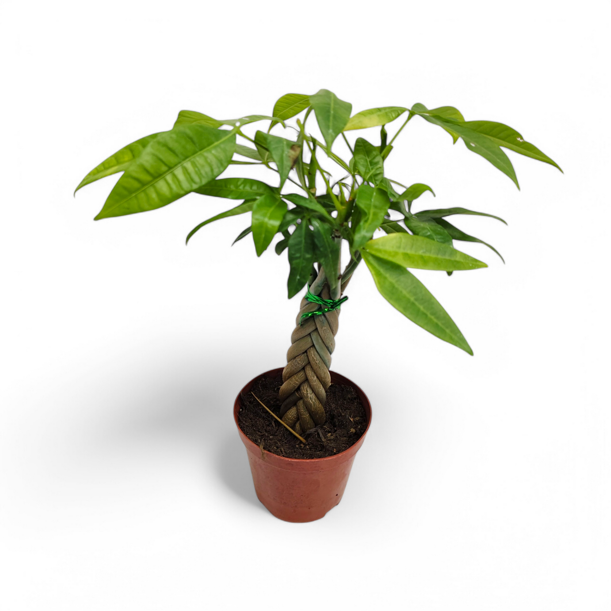 Money Tree (Pachira Aquatica) multiple braided