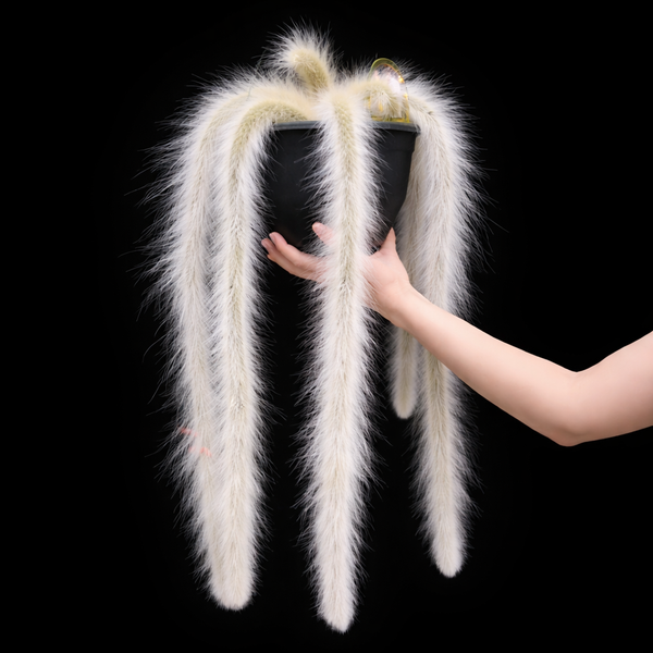 White fur-like Monkey Tail Cactus (Cleistocactus Winteri) draped over a black mannequin head with a hand touching it, on a black background.