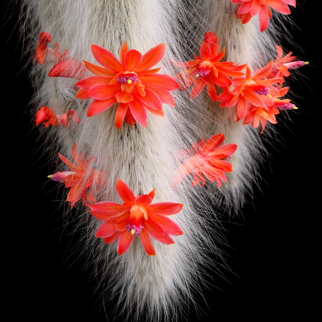 Monkey Tail Cactus (Cleistocactus Winteri)flower