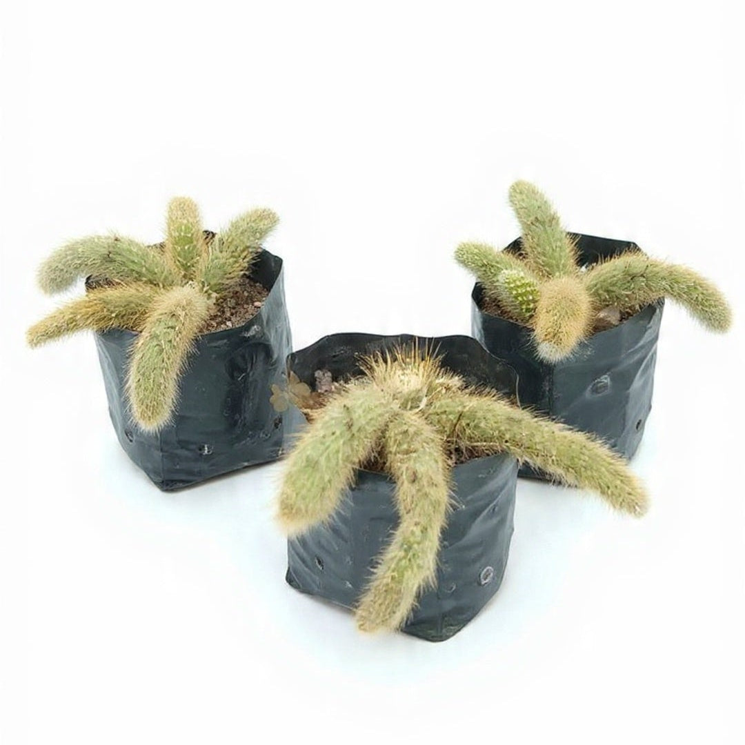 Monkey Tail Cactus (Cleistocactus Winteri)
