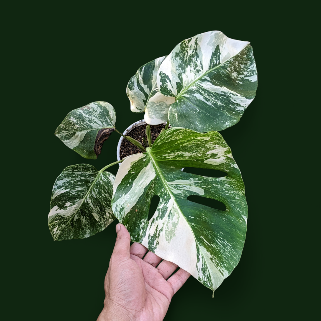 Variegated Monstera (Albo Borsigiana) - Indoor & Outdoor Plants - Soiled