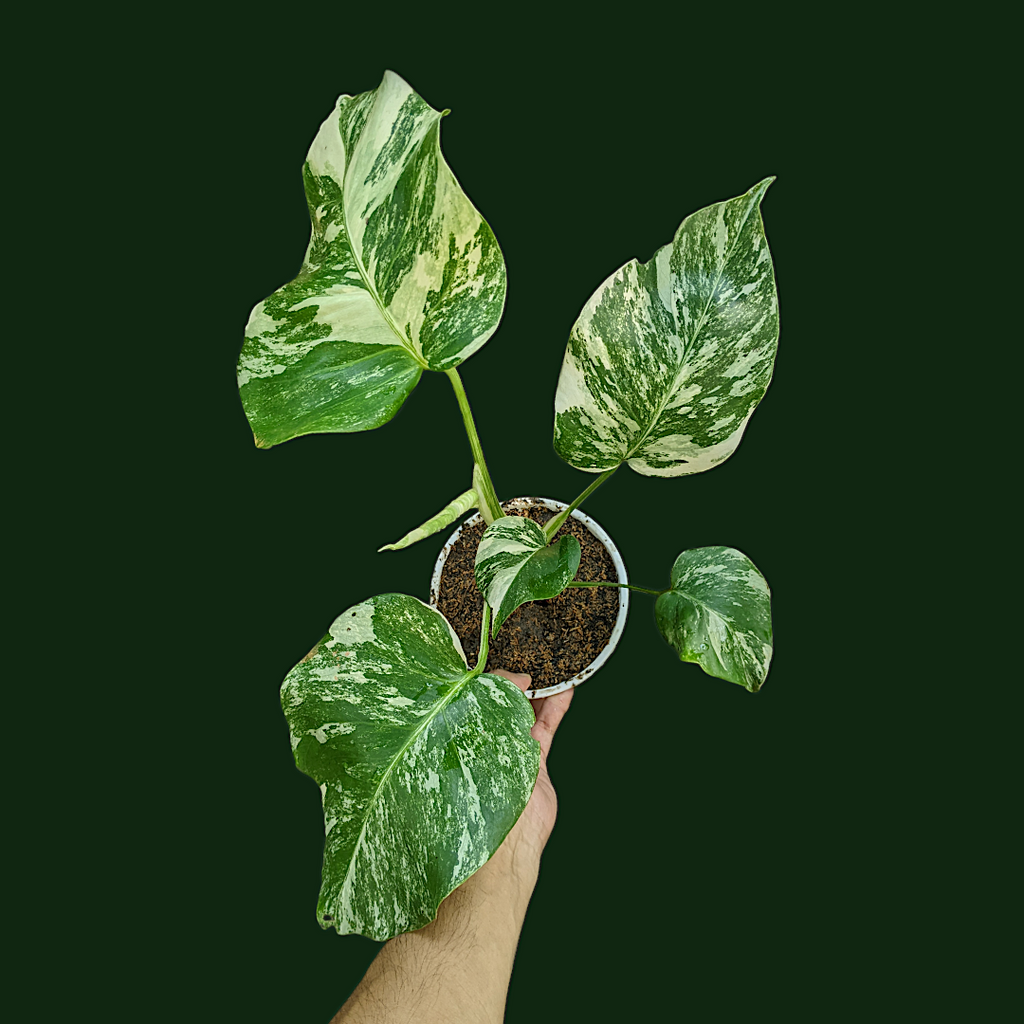 Variegated Monstera (Albo Borsigiana) - Indoor & Outdoor Plants - Soiled