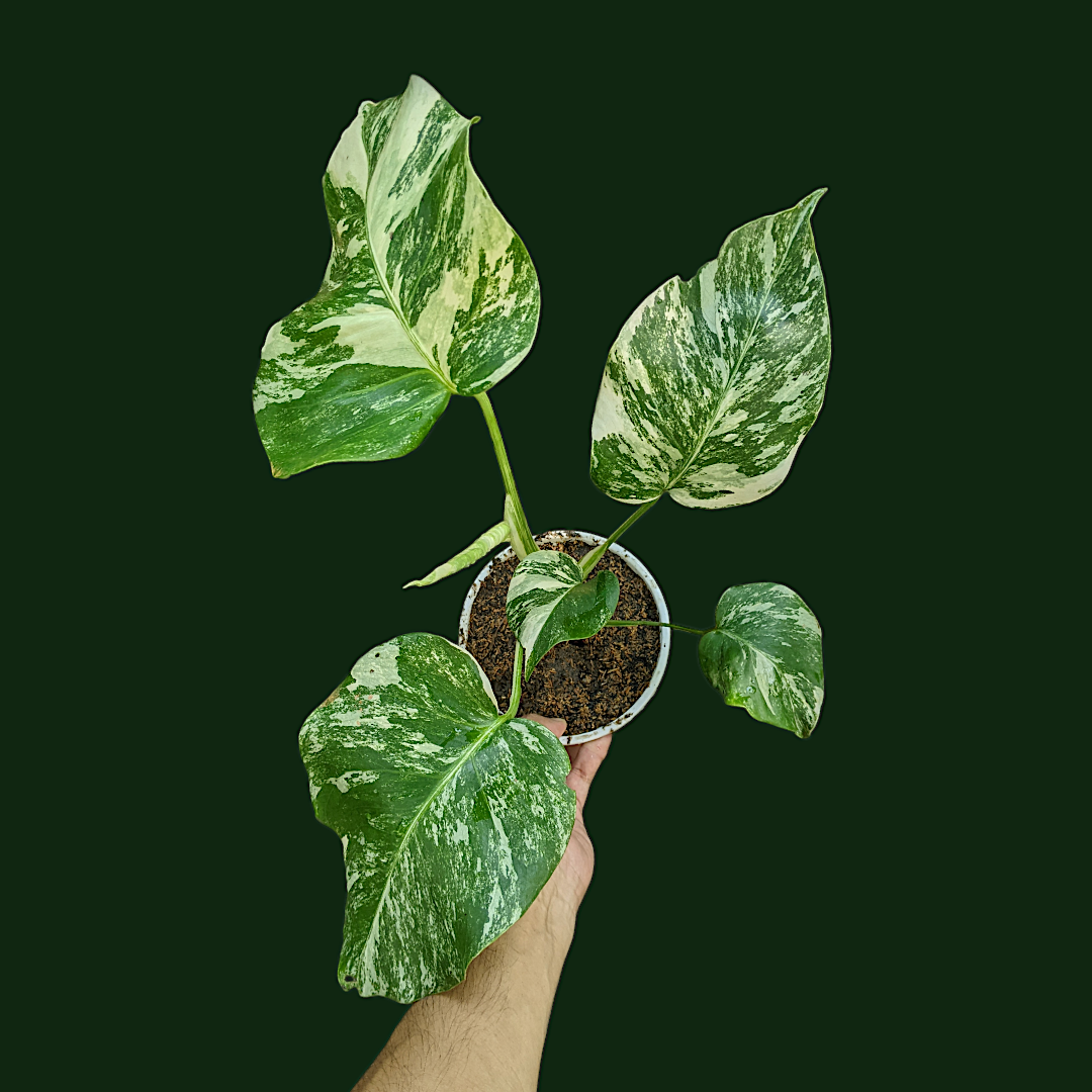 Variegated Monstera (Albo Borsigiana) - Indoor & Outdoor Plants - Soiled
