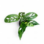 Monstera Adansonii 'Laniata' Green
