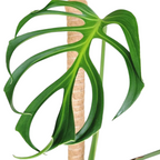 Green leafy Monstera Burle Marx Flame plant with a wooden stick on a white background