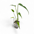 Small potted Monstera Burle Marx Flame plant on a white background