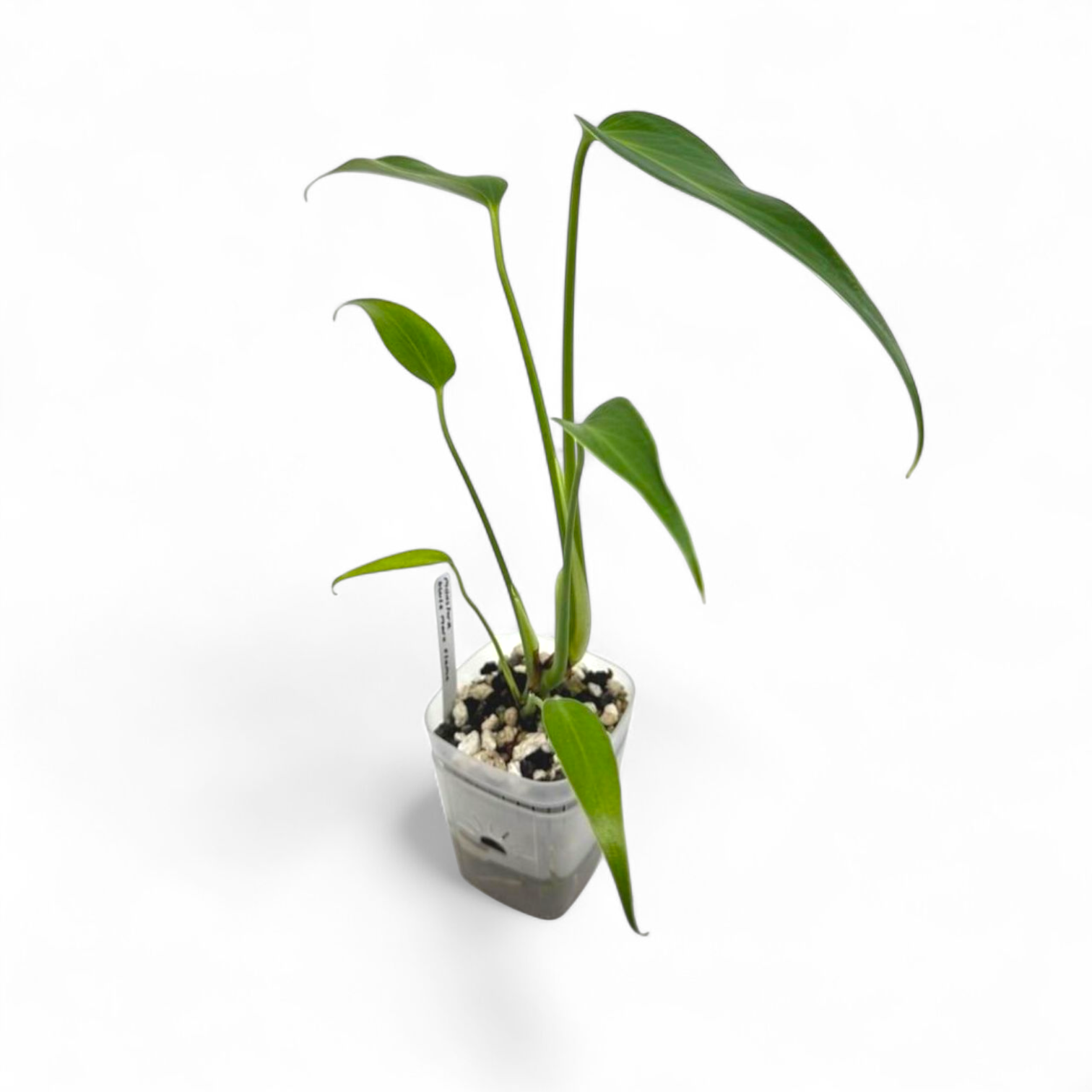 Small potted Monstera Burle Marx Flame plant on a white background