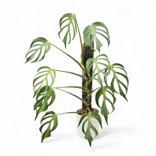 Potted plant with green leaves on a white background