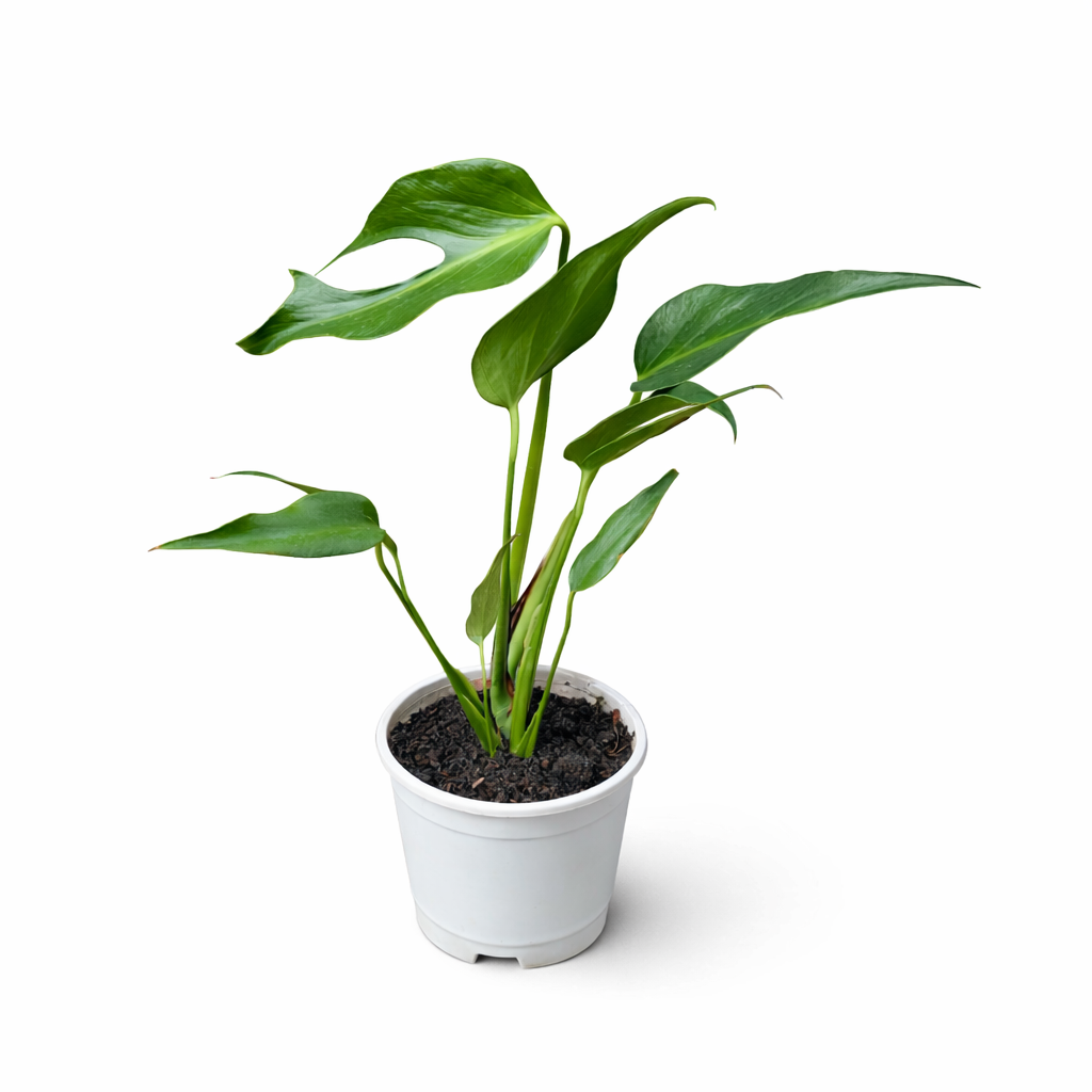 Potted Monstera Burle Marx Flame plant with green leaves on a white background
