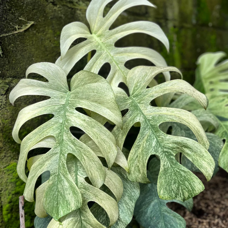 【確実正規】Monstera Deliciosa White Monster Monstera Deliciosa White Monster | Rare Plants – Soiled