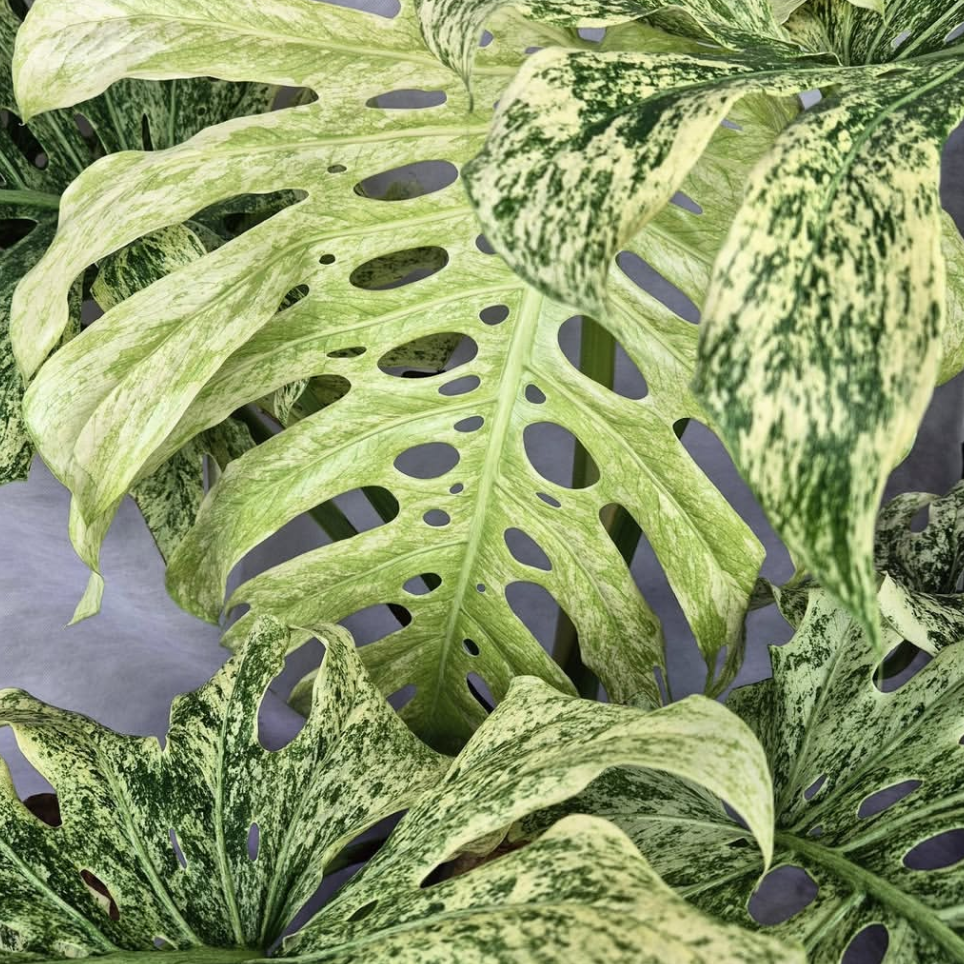 Close-up of a leafy plant with a blurred background