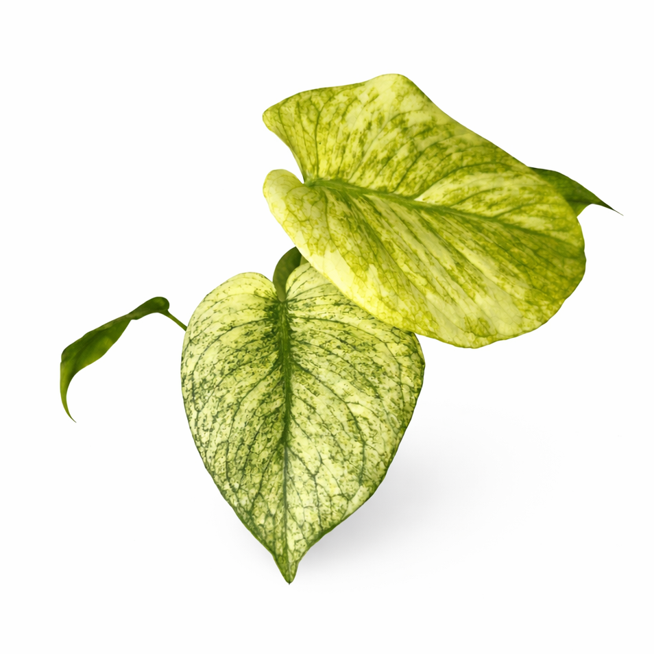 Monstera Deliciosa White Monster on a white background