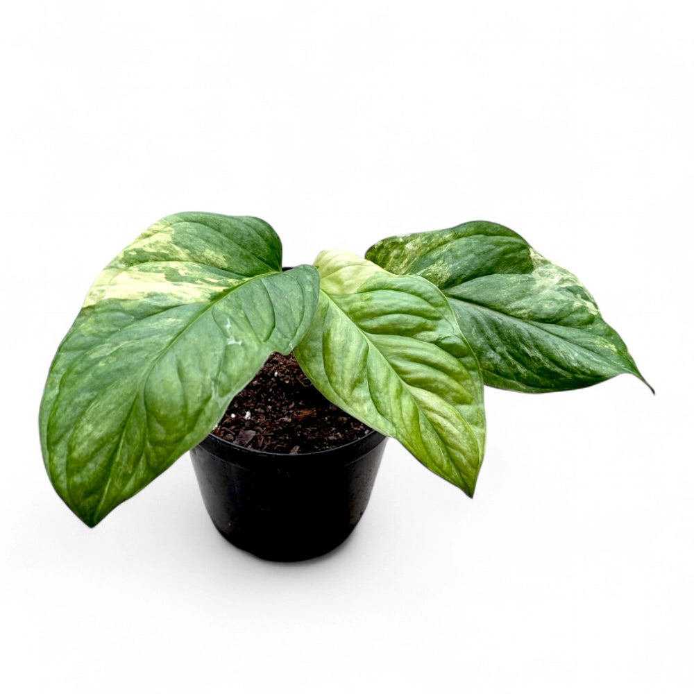 Monstera Obliqua aff. 'Muyana' Variegated | Soiled