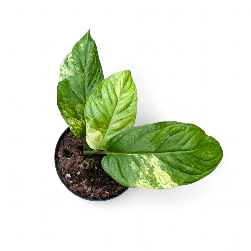 Monstera Obliqua aff. 'Muyana' Variegated | Soiled
