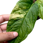 Monstera Obliqua aff. 'Muyana' Variegated | Soiled