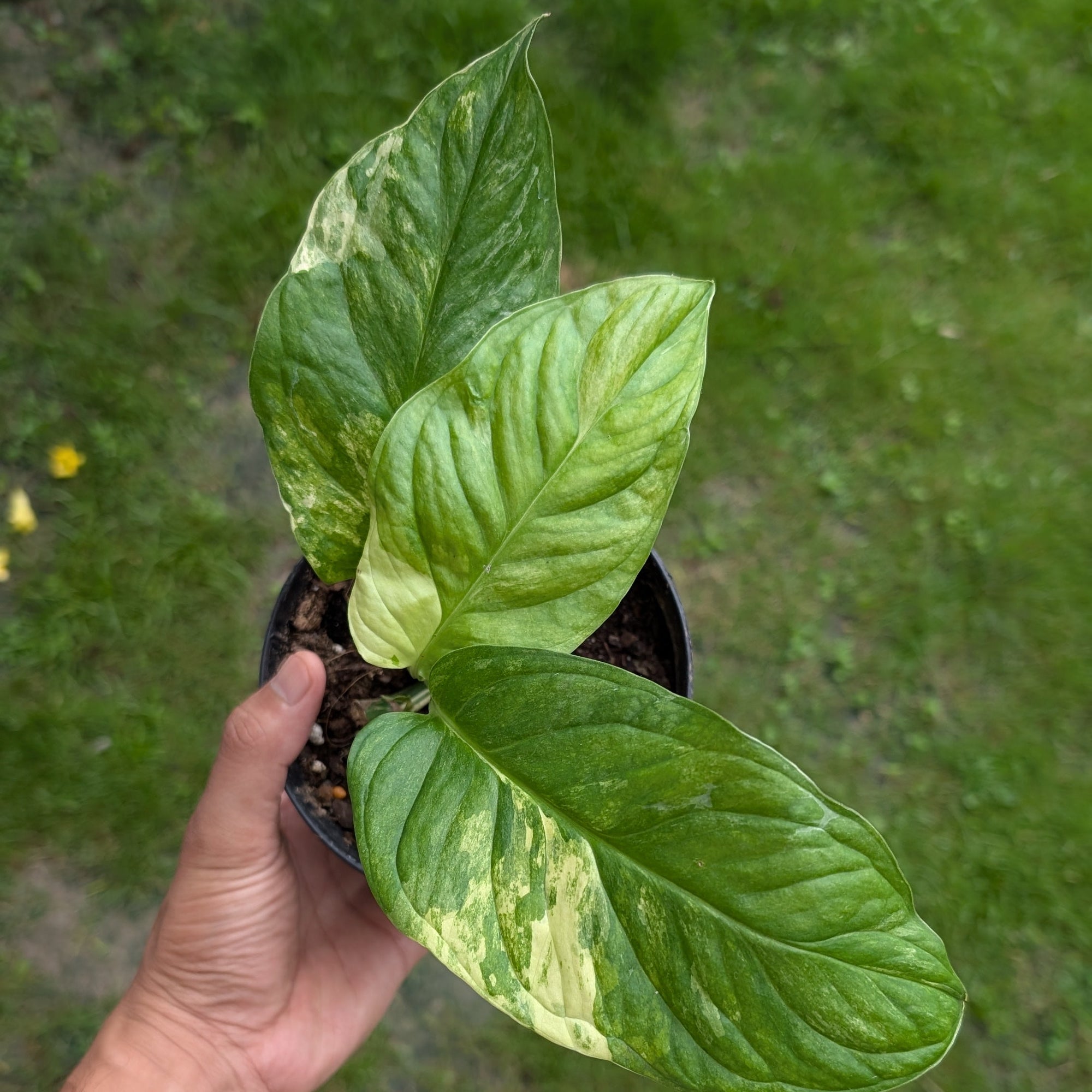 Monstera Obliqua aff. 'Muyana' Variegated | Soiled